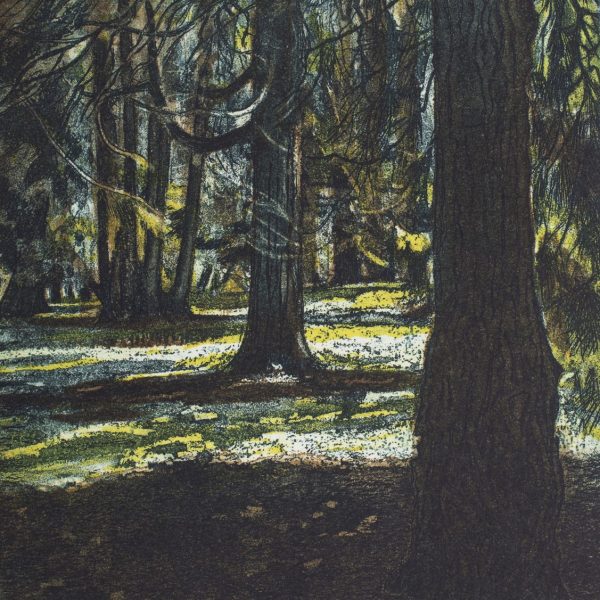 Louise Leonard, Pine Hill, 2013, Etching, Image Size 13H x 12W cm, Paper Size 32H x 28W cm. €120