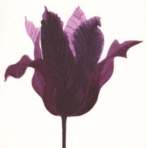 Graphic Studio Dublin • Grainne Cuffe: Graphic Studio Dublin: Tulipa Purpora