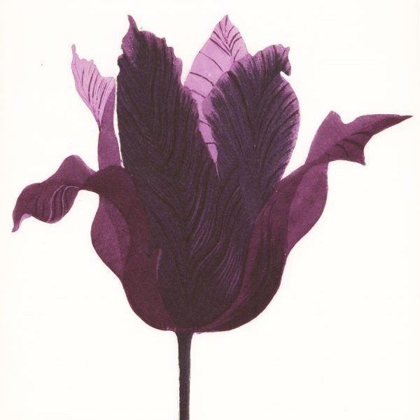 Grainne Cuffe, Tulipa Purpora