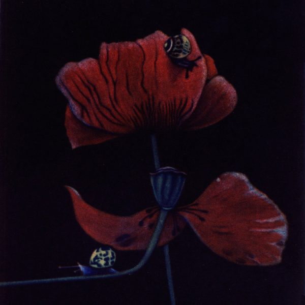 James McCreary, Nocturnal