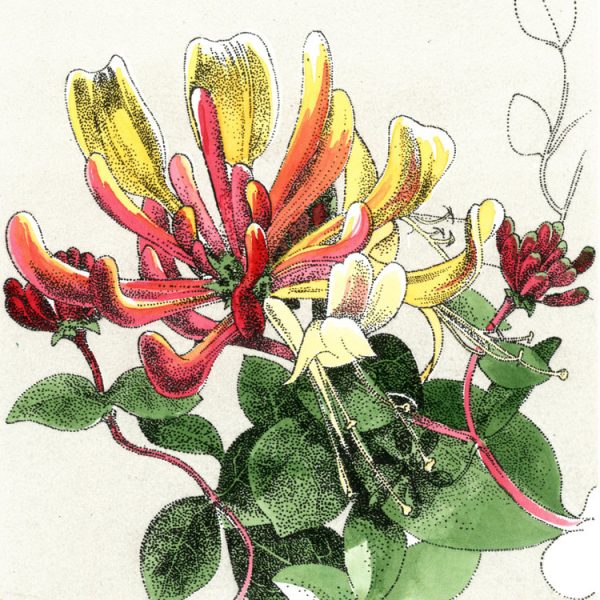 Liam O'Broin, Honeysuckle