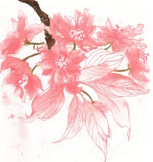 Graphic Studio Dublin: Blossom, Cherry Blossom