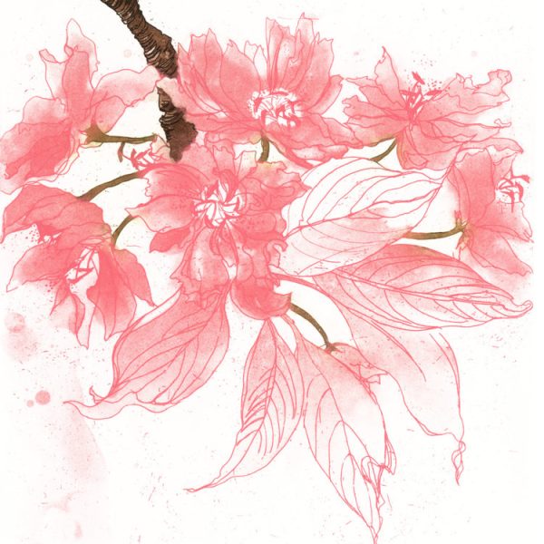 Noelle O’Keeffe, Blossom, Cherry Blossom