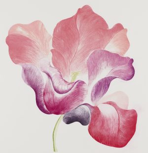 Graphic Studio Dublin • Grainne Cuffe: Tulip for Miriam Grainne Cuffe