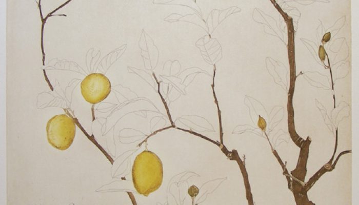 Cliona Doyle Lemons, etching, Edition of 50, €740