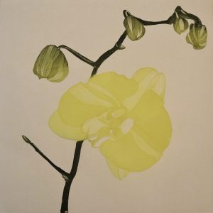 Graphic Studio Dublin • Cliona Doyle: Green Butterfly Orchid
