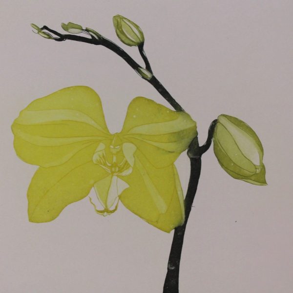 Green Butterfly Orchid