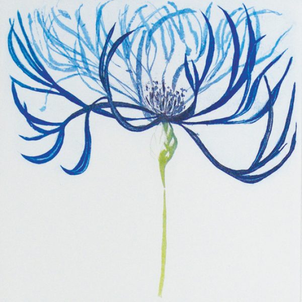 Grainne Cuffe, Centaurea Montana Ii