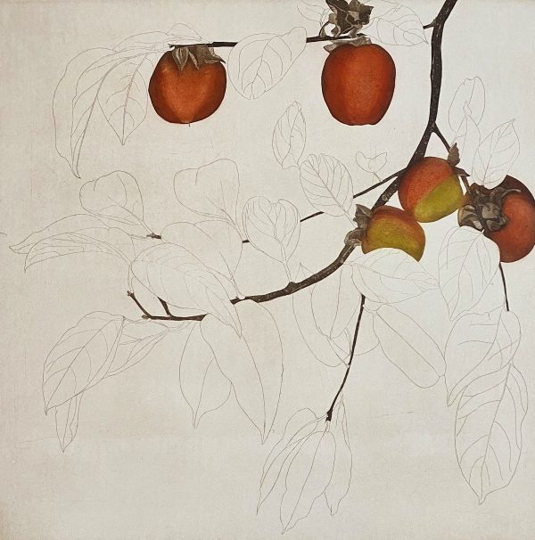 Cliona Doyle, Persimmons