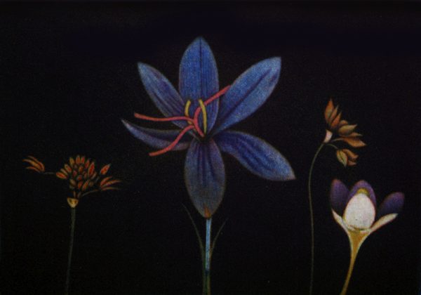 James McCreary, Flowers of Spring II