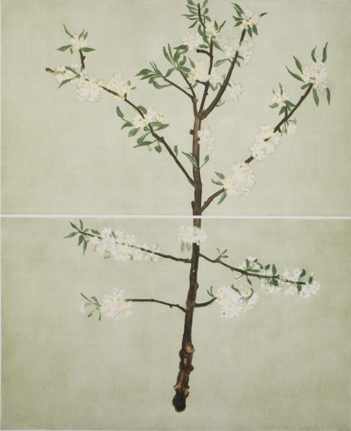 Pear 'Louise Bonne' by Cliona Doyle