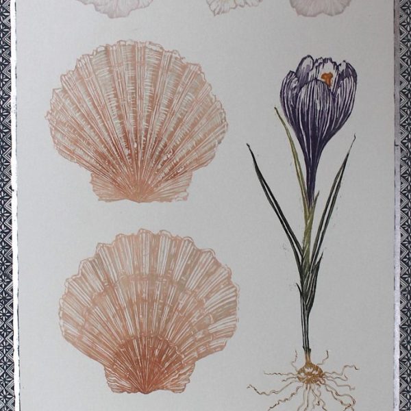 Jean Bardon, Scallop shells, crocus and