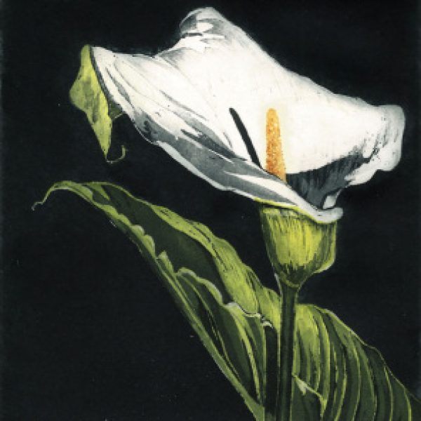 Arum Lily, Nicola Morrin Lynch