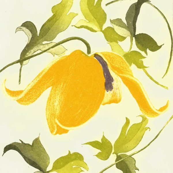 Clematis Orientalis, Grainne Cuffe