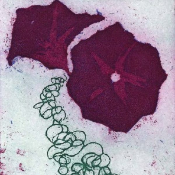Ipomoea, Margaret Kallen