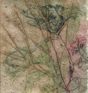 Lavatera Arborea, Cecilia Stephens