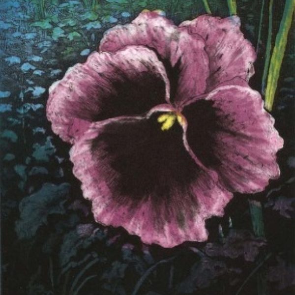 Pansy, John McNulty