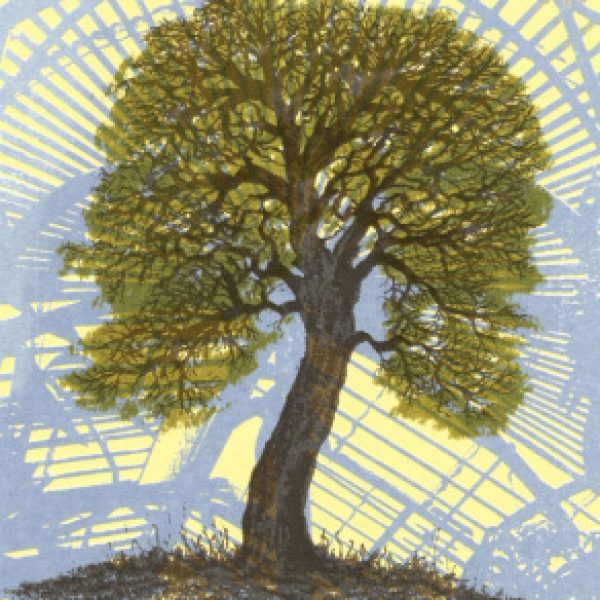 Quercus Suber, Aidan Flanagan