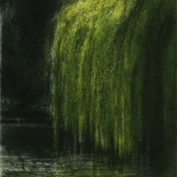 Salix x Sepulcralis, Alibhe Barrett