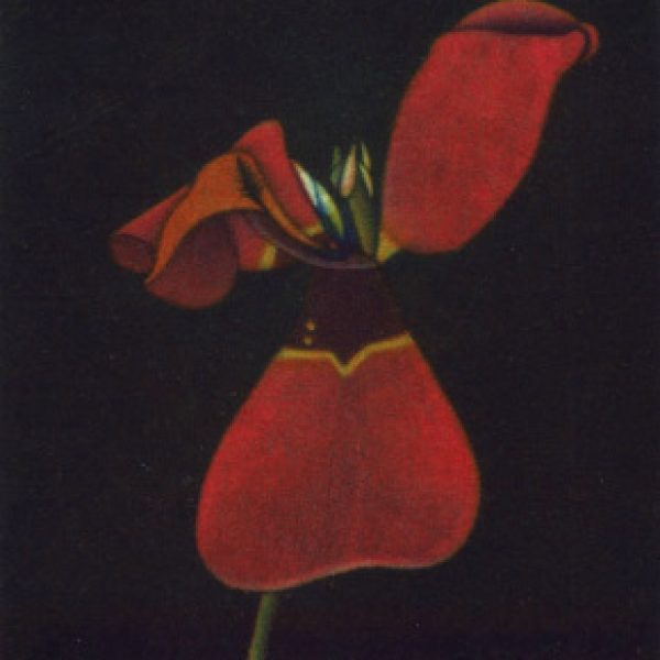 Tulip, James McCreary