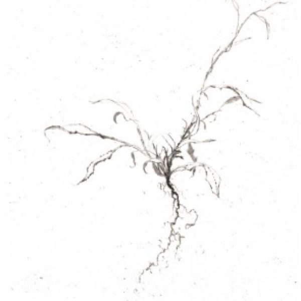 Unknown Plant, Lars Nyberg