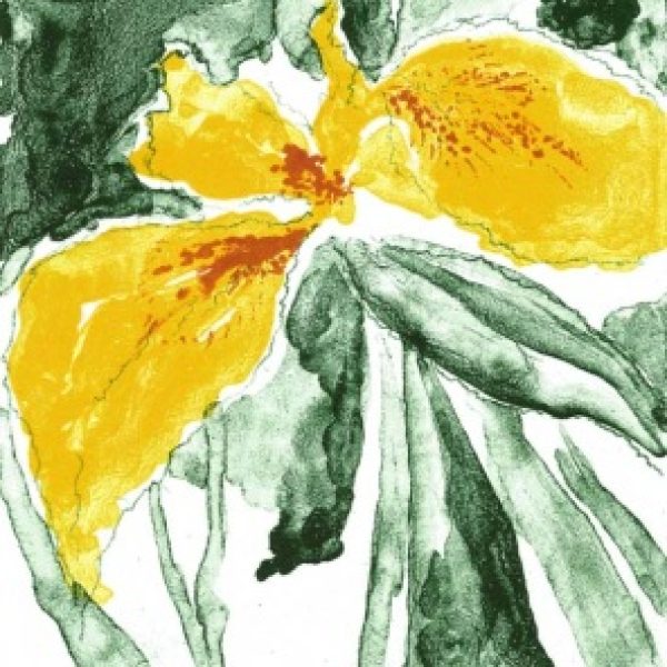 Wild Iris, Liam O’Broin