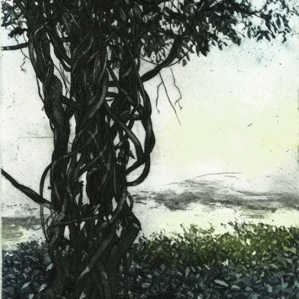 Wisteria Sinesis, James Allen