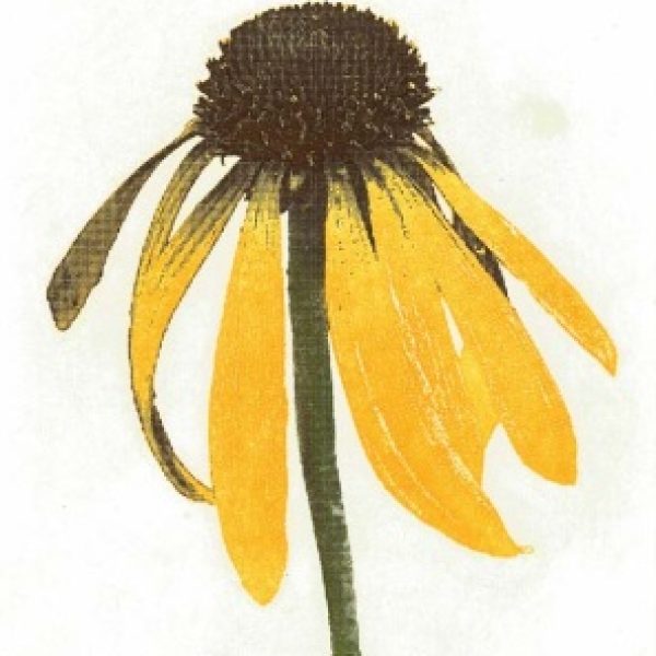 Yellow Echinacea, Peter Jones