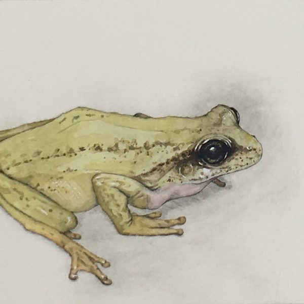 Frog, Barry Meskell