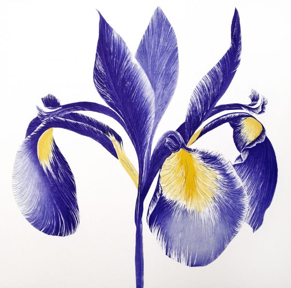 Iris Sibirica III, Grainne Cuffe