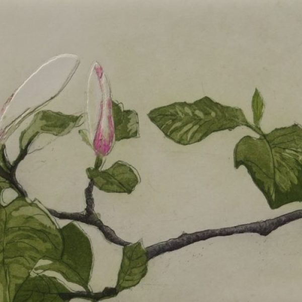 Tullynally Magnolia No 3