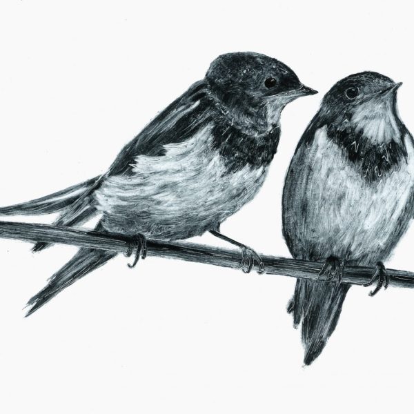 Two Swallows