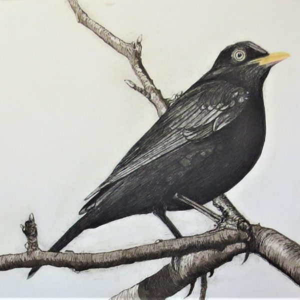 Geraldine ReillyThe Blackbird of Glanmore (based on the Seamus Heaney poem)