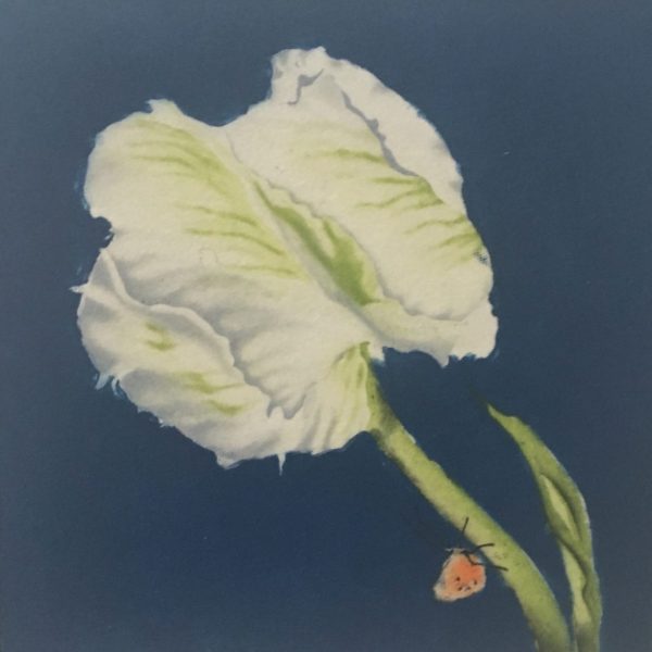 Maura Keating Tulipa Madona