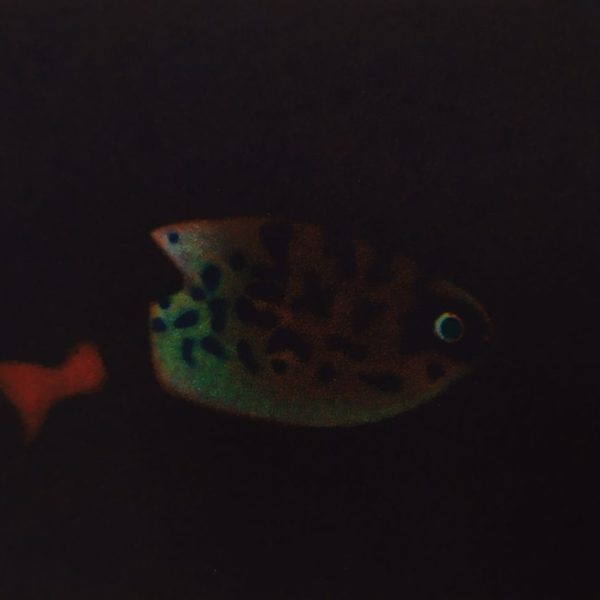 James McCreary, Luring in Es Poal