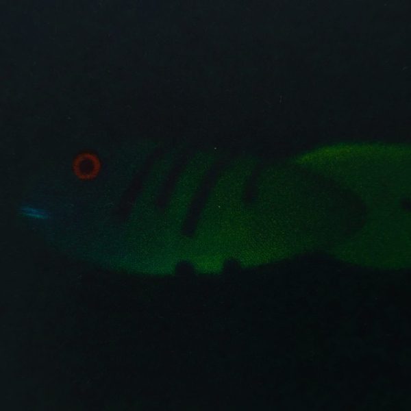 James McCreary, Striped lure