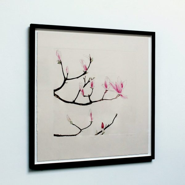 Cliona_Magnolia2