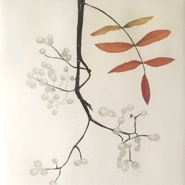 Sorbus
