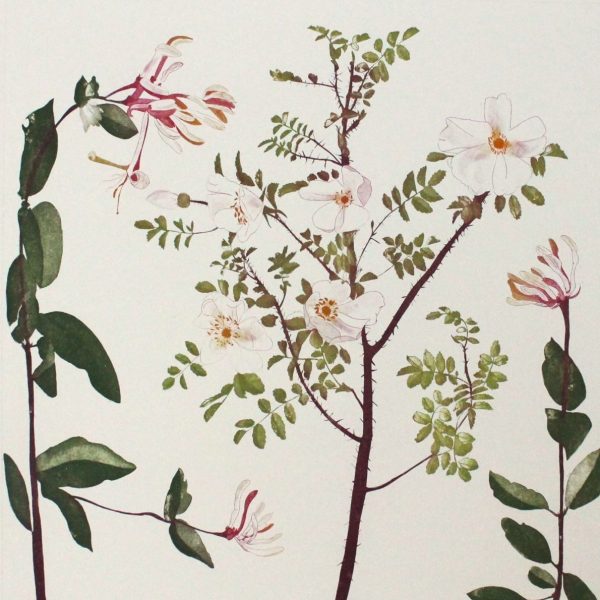 Wild Rose and Honeysuckle