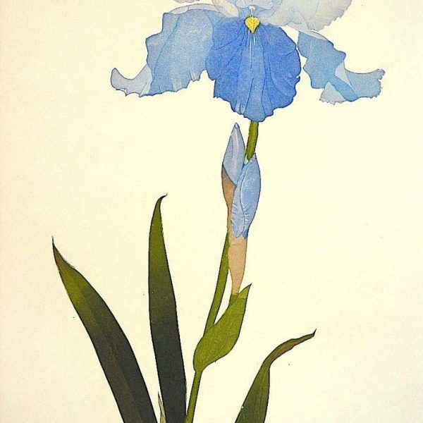 Iris 'Brise de Mer'