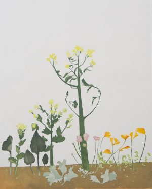 Graphic Studio Dublin • Cliona Doyle: Sea-radish-and-sea-holly