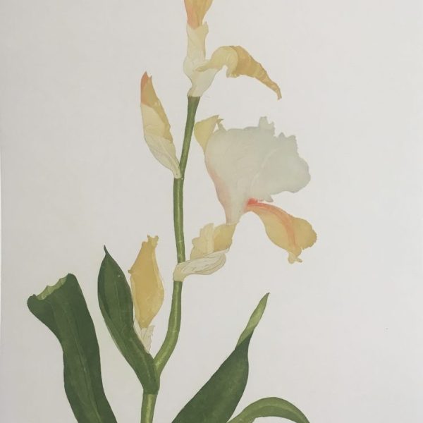 Iris 'Peach Melba'