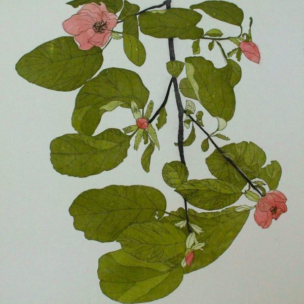 Quince Blossom