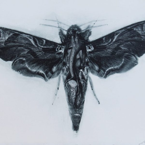 Moth Heart