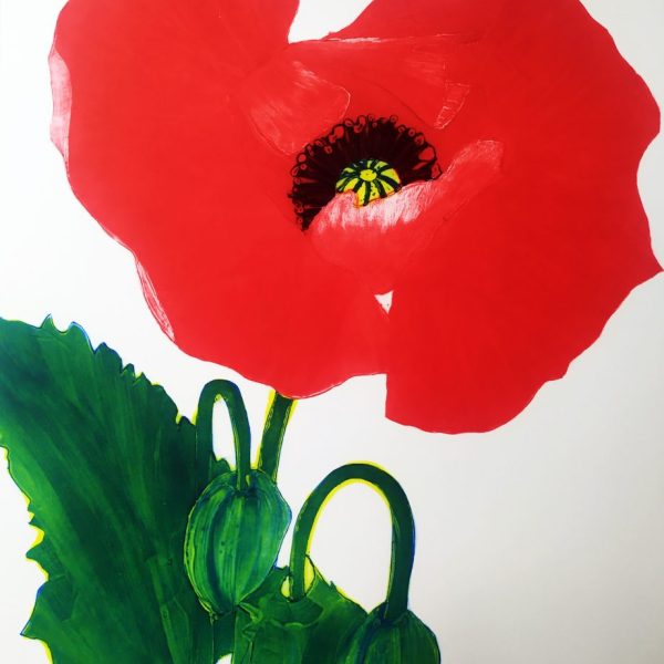 Poppy