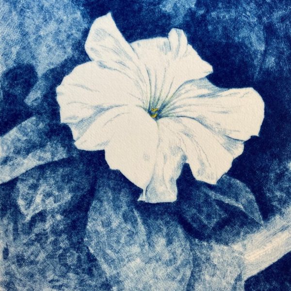 Barry Meskell- White Petunia