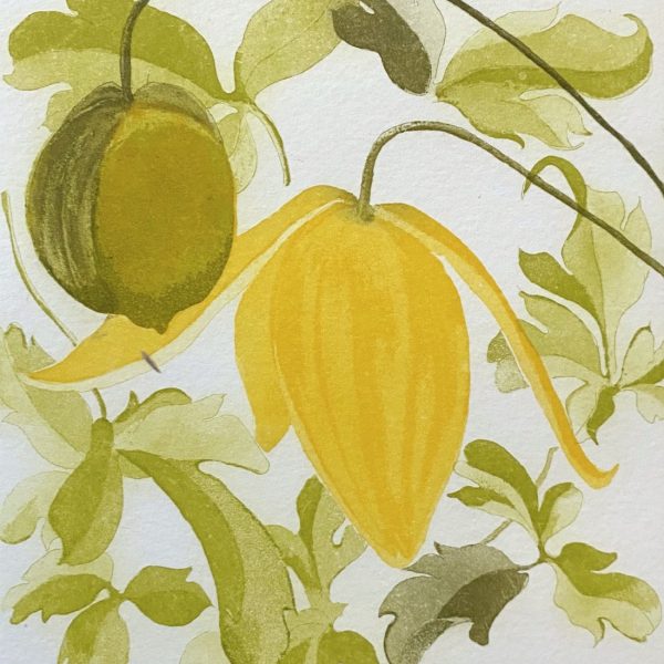 Grainne Cuffe, Clematis Orientalis