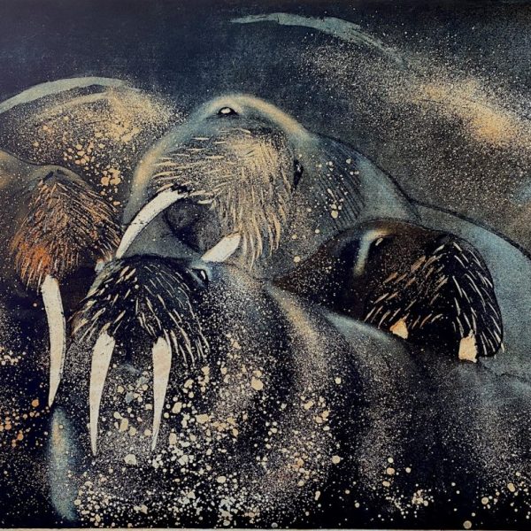 Vincent Sheridan, Walrus 1