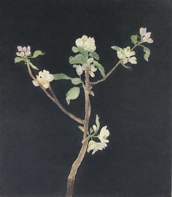 Cliona Doyle, Black Apple Blossom