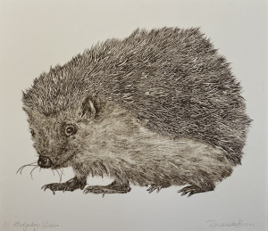 Graphic Studio Dublin • Renate Debrun: Hedgehog Series 3